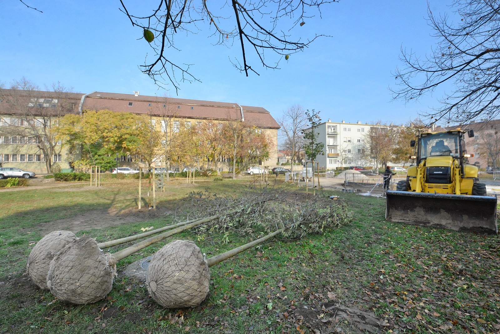 Faültetés a III. Béla király téren és a Csapó utcában